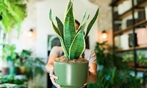 3 điều cần làm với cây lưỡi hổ ngay bây giờ