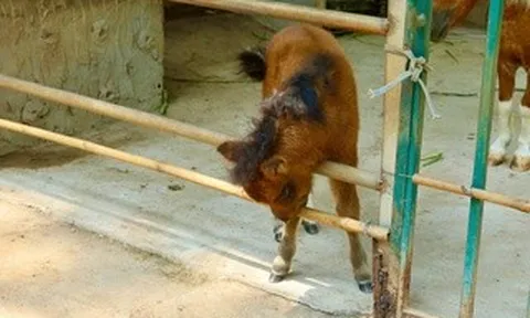 Ngựa lùn Cacao khỏe mạnh sau 1 tháng tuổi tại Thảo Cầm Viên