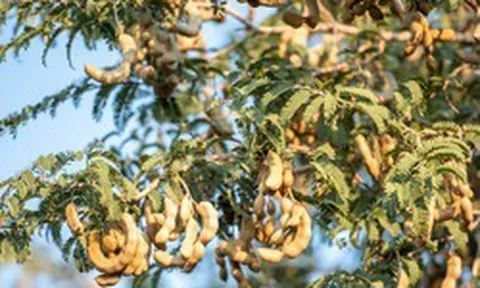 6 loại cây chớ nên trồng trước cửa nhà