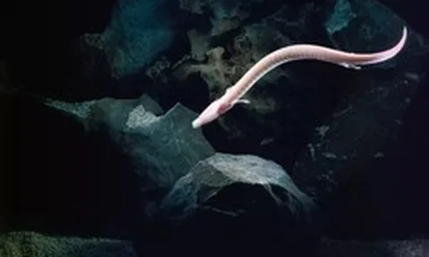 Sinh vật kỳ bí mang hình dáng loài rồng: Chúng có thể bất động trong 7 năm, nhịn ăn 10 năm và thậm chí sống đến hơn một thế kỷ