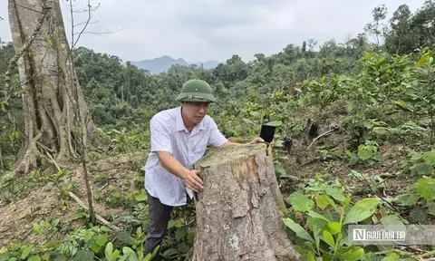 Phá hơn 4.000m2 rừng phòng hộ, hai anh em bị phạt nặng