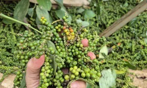 Một doanh nghiệp xuất khẩu hồ tiêu bị lừa đảo mất gần 16 tỉ đồng tại Pakistan