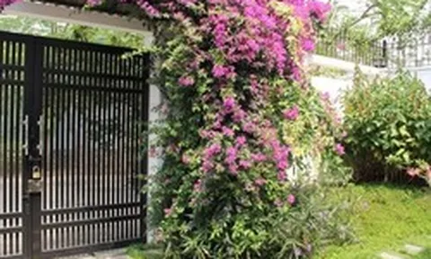 Lời khuyên đến những gia đình đang trồng hoa giấy