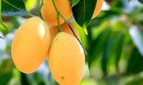 3 loại cây ăn quả không nên trồng trước nhà: "Cản" phong thủy, âm thầm gây hại sức khỏe