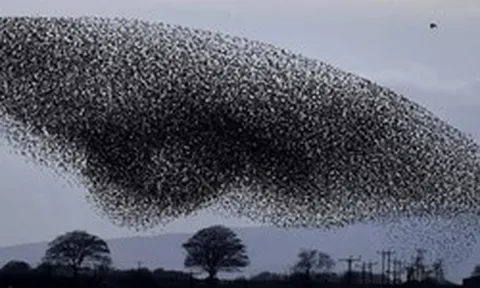 Hàng triệu con chim có hành vi lạ trên bầu trời, nhà khoa học kêu gọi người dân làm ngay hành động này