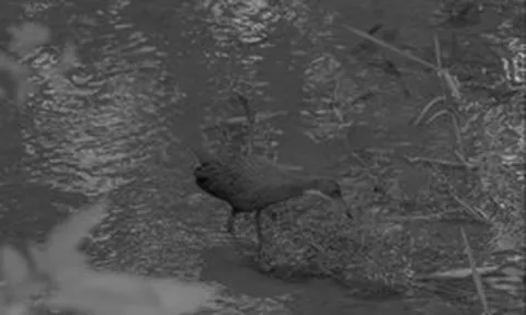 136.000 năm sau khi tuyệt chủng, loài chim cổ đại bất ngờ "tái sinh" ngoạn mục: Giới khoa học sửng sốt!