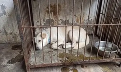 Dân mạng cảnh báo kẻ xấu dùng AI ghép ảnh chó mèo lạc để đòi tiền chuộc