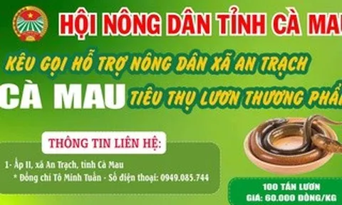 Cà Mau kêu gọi "giải cứu" lươn với giá 60.000 đồng/kg