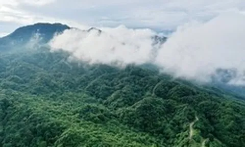 Việt Nam có 1 loài cực hiếm, chưa từng xuất hiện ở bất cứ đâu trên thế giới: Là cá nhưng lại có chân, sống ở độ cao 1.000-1.400m