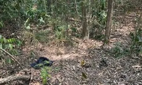 Người đàn ông khoảng 72kg chưa rõ danh tính tử vong trong rừng phòng hộ Dầu Tiếng