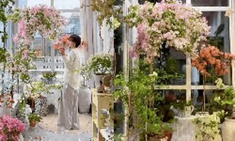 Cắt tỉa càng "bạo tay", hoa nở càng rực rỡ: Bí quyết hô biến ban công thành vườn hoa giấy đẹp như mộng từ chuyên gia