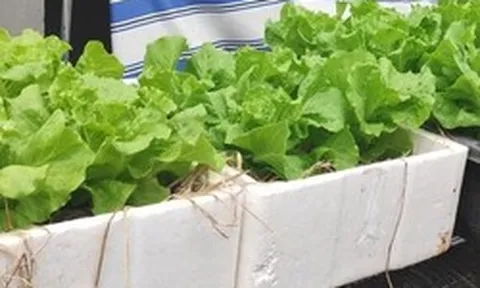 Lời khuyên tới các gia đình đang tự trồng xà lách