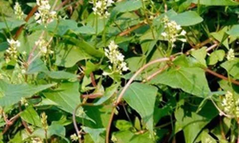 Loại cây chống rụng tóc cực đỉnh, dưỡng tóc đen mượt, đặc biệt tốt cho nam giới: Mọc dại đầy Việt Nam