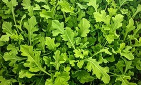 6 loại rau củ có tốc độ phát triển nhanh, chỉ vài tuần là được thu hoạch