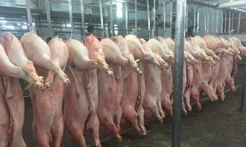 Giá heo hơi hôm nay, 29-4: Chợ đầu mối bật tăng