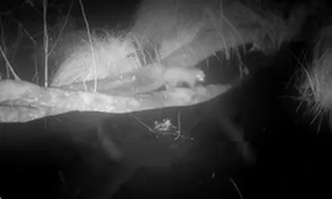Loài vật cực hiếm tưởng tuyệt chủng bất ngờ "sống lại" sau 100 năm: Camera giấu kín ghi lại cảnh đặc biệt