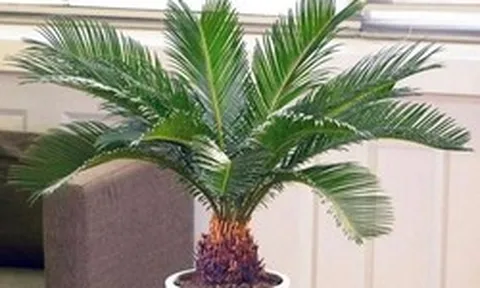 Lời khuyên đến những gia đình đang trồng cây vạn tuế