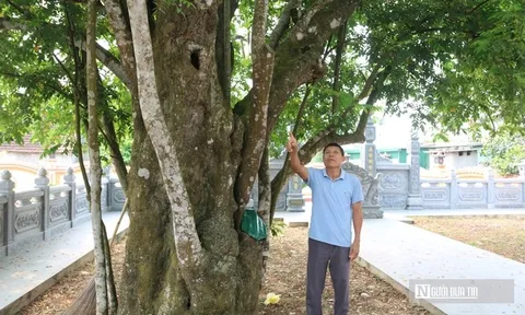Chiêm ngưỡng "cụ" khế hơn 400 năm tuổi, hình dáng kì lạ ở Nghệ An