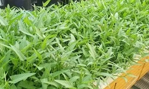 Lời khuyên dành cho những gia đình đang trồng rau muống