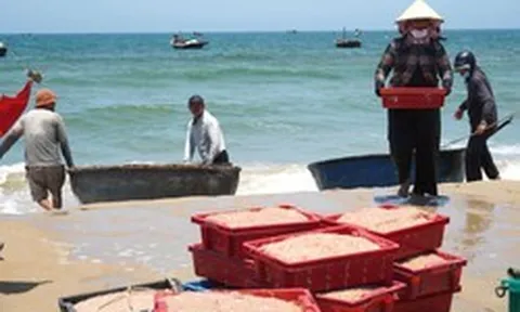 Ruốc xuất hiện dày đặc, ngư dân Đà Nẵng 'bỏ túi' bạc triệu sau vài giờ vươn khơi