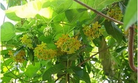 Lời khuyên dành cho những gia đình đang trồng cây thiên lý
