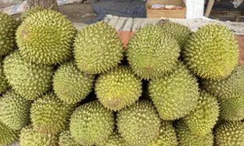 Giá sầu riêng Ri6 bật tăng trở lại
