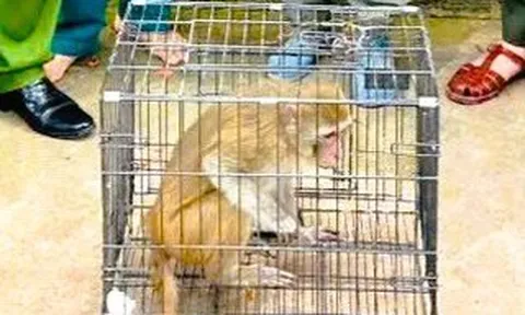 Khỉ hoang đi lạc vào khu dân cư, người dân bắt giao nộp công an