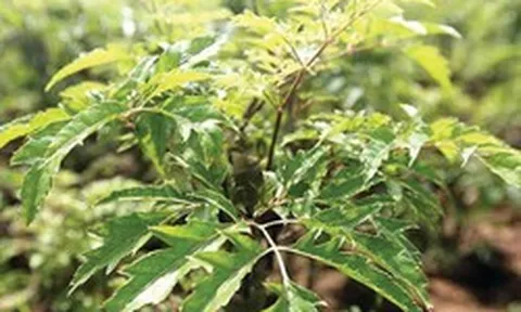 3 lý do đinh lăng được ví là "sâm Nam" của người Việt