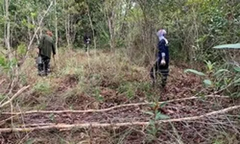 Loài cây kỳ lạ chỉ ra "lộc" một lần trong năm: Người dân canh đúng mùa để hái bán, thu tiền triệu mỗi ngày
