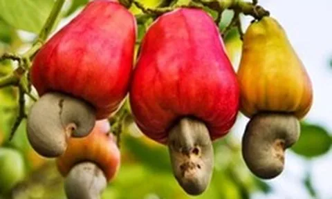 2 loại hạt được ví như "máy sạc tự nhiên" cho não, hạt số 1 ở quê có nhiều nhưng ít ai hay