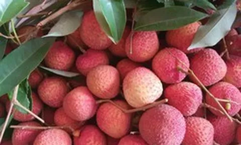 Vải trứng Hưng Yên, mận hậu Sơn La được mang bán trên trời
