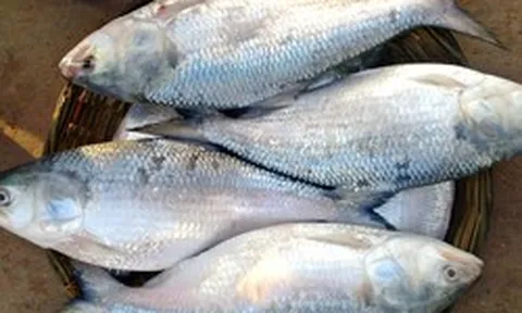Loài cá "quý như vàng sống", có tiền cũng khó mua