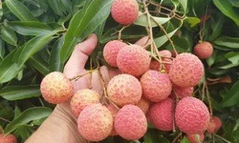 Loại quả "quốc dân" vào mùa hè nhưng bác sĩ cảnh báo không nên ăn cùng 2 thứ này: Có thể làm mất vitamin C, tăng nguy cơ tụt đường huyết nguy hiểm