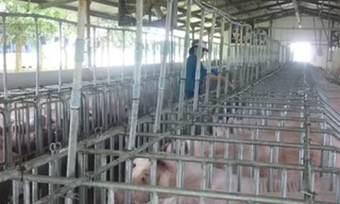 Giá heo hơi hôm nay, 27-5: Tăng giảm thất thường