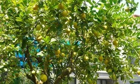 10 loại cây "hút" vượng khí, rất nên trồng trong nhà
