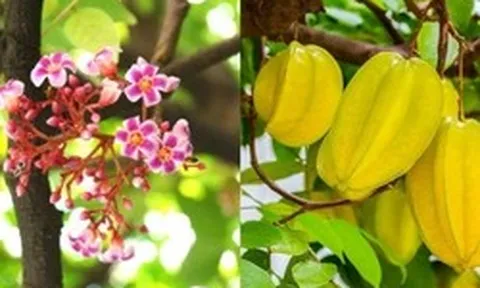 Hiện tượng cây khế nở hoa