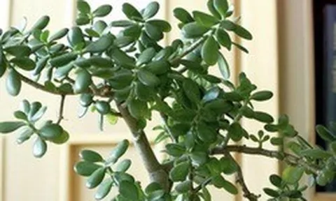 3 loại cây đặt trong nhà có thể sống trăm năm: Được xem như "báu vật" để lại cho con cháu
