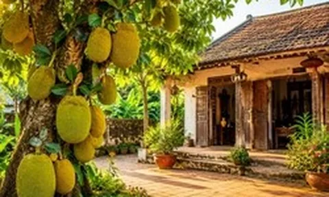 Vì sao nhà xưa thường trồng cây mít trong sân nhà?