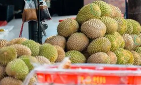 Buồn của đối thủ sầu riêng Việt Nam, Thái Lan: Nắm giữ loại sầu ngon nhất thế giới nhưng giá giảm 70%, nguyên nhân đến từ đâu?