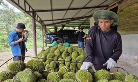 Ngành sầu riêng cần chuyên nghiệp hơn
