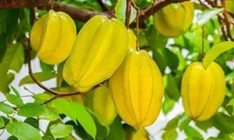Vì sao ông bà ta hay trồng khế, chanh hoặc bưởi quanh nhà?