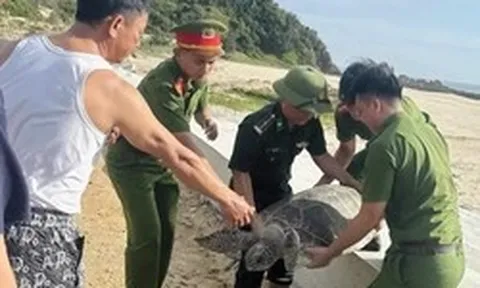 Bắt gặp 'vị khách' quý trong lưới, ngư dân có hành động bất ngờ