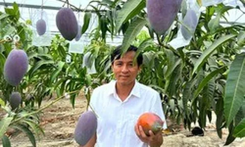 Giống xoài đắt đỏ bậc nhất thế giới 1,7 triệu/1 quả: Trồng thành công tại Việt Nam
