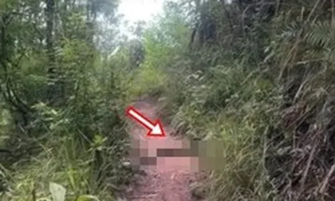 Đang leo núi, du khách giật mình thấy 'quái vật' dài hàng mét chắn ngang đường: Chuyên gia lập tức có mặt
