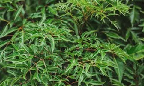 Không chỉ "bổ như sâm", các nhà khoa học Việt Nam phát hiện thêm 1 tác dụng quý của cây đinh lăng