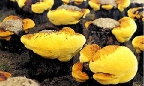 Loại nấm đắt đỏ bậc nhất thế giới, ngăn ngừa khối u phát triển: Việt Nam nuôi cấy thành công