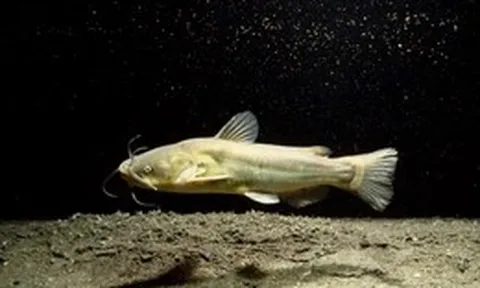 Lần đầu phát hiện ung thư 'lây' từ cá này sang cá khác