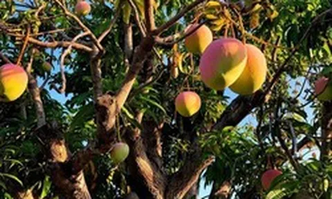 4 lý do nên trồng 1 cây xoài trước nhà