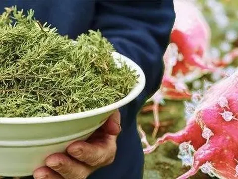 Loại thảo mộc được sử dụng trong nấu ăn có tác dụng giảm kích thước khối u đến 85%, ngăn ngừa lão hóa não
