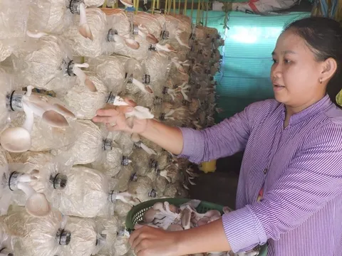 Hàng chục nghìn phụ nữ Bến Tre được hỗ trợ khởi nghiệp, khởi sự kinh doanh